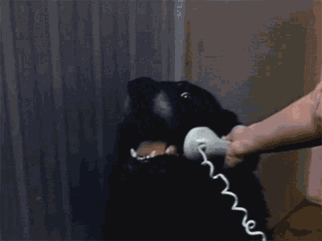GIF: DOG ON PHONE - "HELLO, YES - THIS IS DOG"